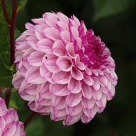Columbus Dahlia Knöl
