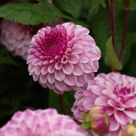 Columbus Dahlia Knöl