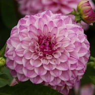 Columbus Dahlia Knöl