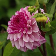 Columbus Dahlia Knöl