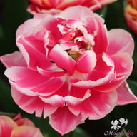 Columbus Tulip Bulbs