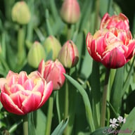 Columbus Tulip Bulbs