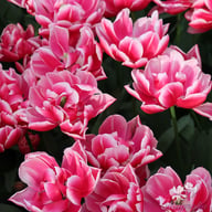 Columbus Tulip Bulbs