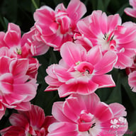 Columbus Tulip Bulbs