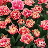 Columbus Tulip Bulbs