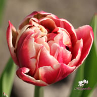 Columbus Tulip Bulbs
