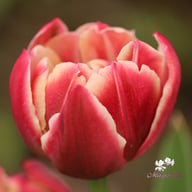 Columbus Tulip Bulbs