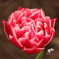 Columbus Tulip Bulbs
