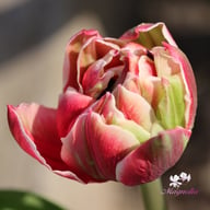 Columbus Tulip Bulbs