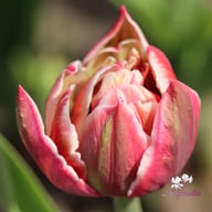 Columbus Tulip Bulbs