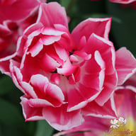 Columbus Tulip Bulbs