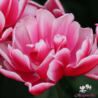 Columbus Tulip Bulbs