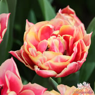 Columbus Tulip Bulbs