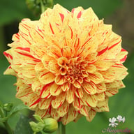 Connell's Gloriosa Dahlia Tuber