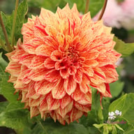 Connell's Gloriosa Dahlia Tuber