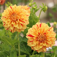 Connell's Gloriosa Dahlia Tuber