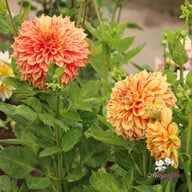 Connell's Gloriosa Dahlia Tuber