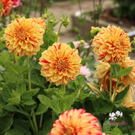 Connell's Gloriosa Dahlia Tuber