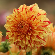 Connell's Gloriosa Dahlia Tuber