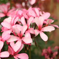 Constanza di Schio Pelargonium Cutting