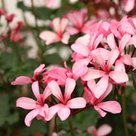 Constanza di Schio Pelargonium Cutting