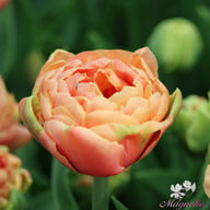 Copper Image Tulip Bulbs