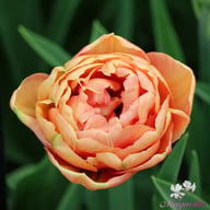 Copper Image Tulip Bulbs