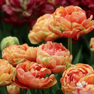 Copper Image Tulip Bulbs
