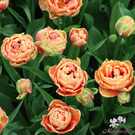 Copper Image Tulip Bulbs