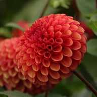 Copperboy Dahlia Knöl