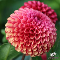Copperboy Dahlia Knöl