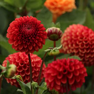 Copperboy Dahlia Knöl