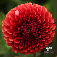 Copperboy Dahlia Knöl