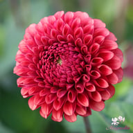 Copperboy Dahlia Knöl