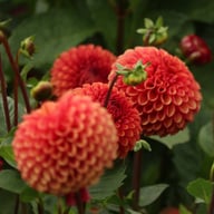 Copperboy Dahlia Knöl