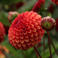 Copperboy Dahlia Knöl