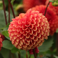Copperboy Dahlia Knöl
