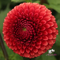 Copperboy Dahlia Knöl