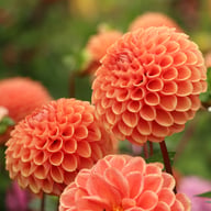 Cornel Bronze Dahlia Tuber