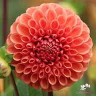 Cornel Bronze Dahlia Tuber
