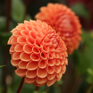 Cornel Bronze Dahlia Tuber