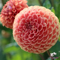 Cornel Bronze Dahlia Tuber