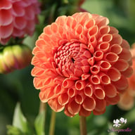 Cornel Bronze Dahlia Tuber