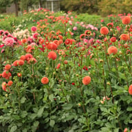 Cornel Bronze Dahlia Tuber