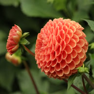 Cornel Bronze Dahlia Tuber