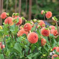 Cornel Bronze Dahlia Tuber