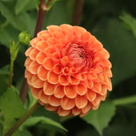 Cornel Bronze Dahlia Tuber