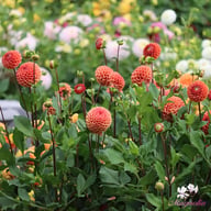 Cornel Bronze Dahlia Tuber