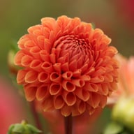 Cornel Bronze Dahlia Tuber