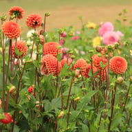 Cornel Bronze Dahlia Tuber
